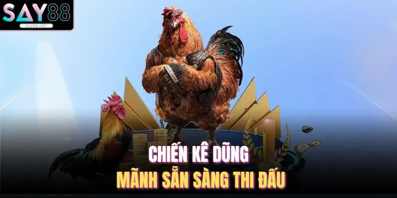 Chiến kê dũng mãnh sẵn sàng thi đấu